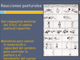 Reacciones posturales


Son respuestas motoras
 del S.N.C. al cambio
 postural repentino



Maniobras para valorar
 la maduración o
 capacidad del cerebro
 para controlar la
 postura y el
 movimiento del cuerpo
 