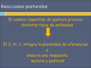 Reacciones posturales

   El cambio repentino de postura provoca
         distintos tipos de estímulos



 El S. N. C. integra la pluralidad de aferencias
                          y
               elabora una respuesta
                  motora y postural
 