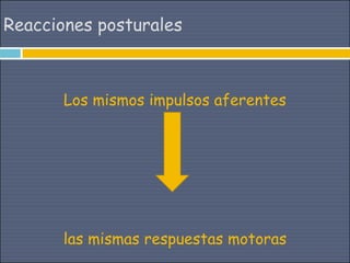 Reacciones posturales



       Los mismos impulsos aferentes




       las mismas respuestas motoras
 