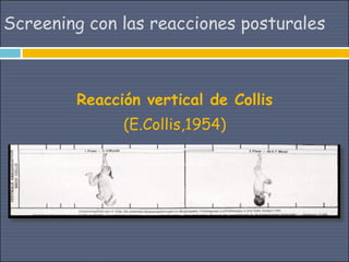 Screening con las reacciones posturales



        Reacción vertical de Collis
              (E.Collis,1954)
 