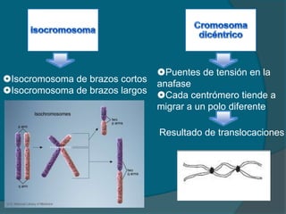 Cromosoma adicional<br />Falta de un cromosoma<br />Dos cromosomas adicionales de distinto par<br />Dos cromosomas adicion...