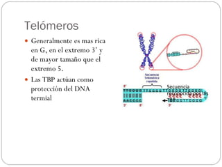 Telómeros Generalmente es mas rica en G, en el extremo 3’ y de mayor tamaño que el extremo 5. Las TBP actúan como protección del DNA termial Secuencia reconocida por las TBP 