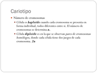 Cariotipo Número de cromosomas Célula es  haploide  cuando cada cromosoma se presenta en forma individual, todos diferentes entre si. El número de cromosomas se determina  n. Célula  diploide  es en la que se observan  pares de cromosomas homólogos,  donde cada célula tiene dos juegos de cada cromosoma.  2n 