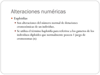 Alteraciones numéricas Euploidias Son alteraciones del número normal de dotaciones cromosómicas de un individuo. Se utiliza el término haploidía para referirse a los gametos de los individuos diploides que normalmente poseen 1 juego de cromosomas (n) 