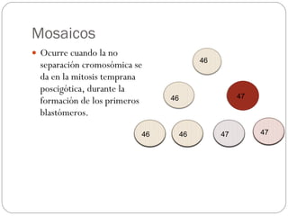 Mosaicos Ocurre cuando la no separación cromosómica se da en la mitosis temprana poscigótica, durante la formación de los primeros blastómeros. 47 46 46 46 46 46 46 46 46 46 45 47 46 46 47 47 