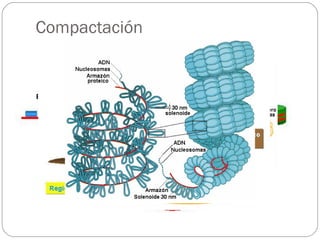 Compactación  