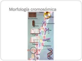 Morfología cromosómica 