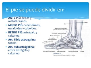 El pie se puede dividir en:
 ANTE PIÉ: dedos y
 metatarsianos.
 MEDIO PIÉ: cuneiformes,
 escafoides y cuboides.
 RETRO PIÉ: astrágalo y
 calcáneo.
 Art. Tibio astragalina:
 tobillo
 Art. Sub astragalina:
 entra astrágalo y
 calcáneo.
 
