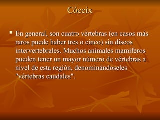 Cóccix
Cóccix

En general, son cuatro vértebras (en casos más
En general, son cuatro vértebras (en casos más
raros puede haber tres o cinco) sin discos
raros puede haber tres o cinco) sin discos
intervertebrales. Muchos animales mamíferos
intervertebrales. Muchos animales mamíferos
pueden tener un mayor número de vértebras a
pueden tener un mayor número de vértebras a
nivel de esta región, denominándoseles
nivel de esta región, denominándoseles
"vértebras caudales".
"vértebras caudales".
 