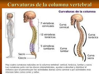 Curvaturas de la columna vertebral
Curvaturas de la columna vertebral
 