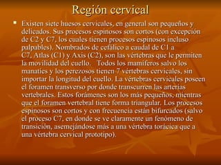 Región cervical
Región cervical
 Existen siete huesos cervicales, en general son pequeños y
Existen siete huesos cervicales, en general son pequeños y
delicados. Sus procesos espinosos son cortos (con excepción
delicados. Sus procesos espinosos son cortos (con excepción
de C2 y C7, los cuales tienen procesos espinosos incluso
de C2 y C7, los cuales tienen procesos espinosos incluso
palpables). Nombrados de cefálico a caudal de C1 a
palpables). Nombrados de cefálico a caudal de C1 a
C7, Atlas (C1) y Axis (C2), son las vértebras que le permiten
C7, Atlas (C1) y Axis (C2), son las vértebras que le permiten
la movilidad del cuello. Todos los mamíferos salvo los
la movilidad del cuello. Todos los mamíferos salvo los
manatíes y los perezosos tienen 7 vértebras cervicales, sin
manatíes y los perezosos tienen 7 vértebras cervicales, sin
importar la longitud del cuello. La vértebras cervicales poseen
importar la longitud del cuello. La vértebras cervicales poseen
el foramen transverso por donde transcurren las arterias
el foramen transverso por donde transcurren las arterias
vertebrales. Estos forámenes son los más pequeños, mientras
vertebrales. Estos forámenes son los más pequeños, mientras
que el foramen vertebral tiene forma triangular. Los procesos
que el foramen vertebral tiene forma triangular. Los procesos
espinosos son cortos y con frecuencia están bifurcados (salvo
espinosos son cortos y con frecuencia están bifurcados (salvo
el proceso C7, en donde se ve claramente un fenómeno de
el proceso C7, en donde se ve claramente un fenómeno de
transición, asemejándose más a una vértebra torácica que a
transición, asemejándose más a una vértebra torácica que a
una vértebra cervical prototipo).
una vértebra cervical prototipo).
 