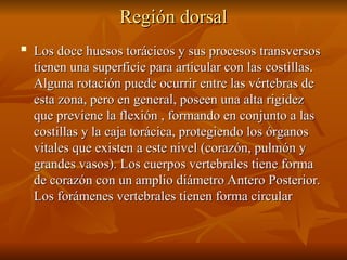 Región dorsal
Región dorsal

Los doce huesos torácicos y sus procesos transversos
Los doce huesos torácicos y sus procesos transversos
tienen una superficie para articular con las costillas.
tienen una superficie para articular con las costillas.
Alguna rotación puede ocurrir entre las vértebras de
Alguna rotación puede ocurrir entre las vértebras de
esta zona, pero en general, poseen una alta rigidez
esta zona, pero en general, poseen una alta rigidez
que previene la flexión , formando en conjunto a las
que previene la flexión , formando en conjunto a las
costillas y la caja torácica, protegiendo los órganos
costillas y la caja torácica, protegiendo los órganos
vitales que existen a este nivel (corazón, pulmón y
vitales que existen a este nivel (corazón, pulmón y
grandes vasos). Los cuerpos vertebrales tiene forma
grandes vasos). Los cuerpos vertebrales tiene forma
de corazón con un amplio diámetro Antero Posterior.
de corazón con un amplio diámetro Antero Posterior.
Los forámenes vertebrales tienen forma circular
Los forámenes vertebrales tienen forma circular
 