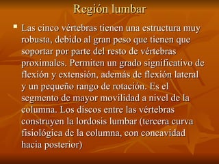 Región lumbar
Región lumbar

Las cinco vértebras tienen una estructura muy
Las cinco vértebras tienen una estructura muy
robusta, debido al gran peso que tienen que
robusta, debido al gran peso que tienen que
soportar por parte del resto de vértebras
soportar por parte del resto de vértebras
proximales. Permiten un grado significativo de
proximales. Permiten un grado significativo de
flexión y extensión, además de flexión lateral
flexión y extensión, además de flexión lateral
y un pequeño rango de rotación. Es el
y un pequeño rango de rotación. Es el
segmento de mayor movilidad a nivel de la
segmento de mayor movilidad a nivel de la
columna. Los discos entre las vértebras
columna. Los discos entre las vértebras
construyen la lordosis lumbar (tercera curva
construyen la lordosis lumbar (tercera curva
fisiológica de la columna, con concavidad
fisiológica de la columna, con concavidad
hacia posterior)
hacia posterior)
 