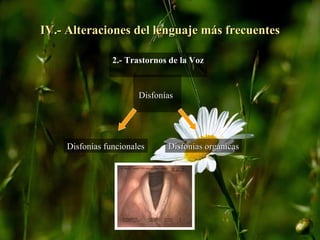 IV.- Alteraciones del lenguaje más frecuentes 2.- Trastornos de la Voz Disfonías  Disfonías funcionales Disfonías orgánicas 
