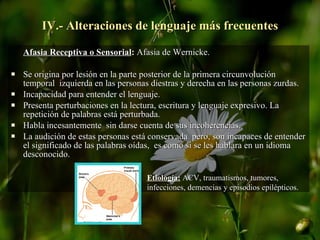 IV.- Alteraciones de lenguaje más frecuentes Afasia Receptiva o Sensorial :  Afasia de Wernicke.  Se origina por lesión en la parte posterior de la primera circunvolución temporal  izquierda en las personas diestras y derecha en las personas zurdas. Incapacidad para entender el lenguaje.  Presenta perturbaciones en la lectura, escritura y lenguaje expresivo. La repetición de palabras está perturbada. Habla incesantemente  sin darse cuenta de sus incoherencias. La audición de estas personas está conservada  pero, son incapaces de entender el significado de las palabras oídas,  es como si se les hablara en un idioma desconocido. Etiología:   ACV, traumatismos, tumores,  infecciones, demencias y episodios epilépticos. 