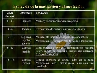 Evolución de la masticación y alimentación: Lengua lateraliza en ambos lados de la boca. Masticación con movimientos circulares de mandíbula. Comida picada 10 - 18 Labio superior activo en alimentación con cuchara. Lateralización de comida a dientes que aparecen.  Reflejo de extrución Comida molida 8 - 12 Movimiento labio superior para limpiar cuchara. Masticación, succión perfecta de pecho o mamadera. Líquidos, papillas, galletas 5 - 7 Introducción de cuchara, alimentación pasiva. Papillas 4 - 6 Mamar y succionar mamadera o pecho Líquidos 0 – 6   Conductas Alimentos   Edad (meses)   