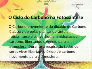 O Ciclo do Carbono na Fotossíntese O Carbono proveniente do dióxido de Carbono é absorvido pelas plantas durante a fotossíntese e convertido em hidratos de carbono, libertando oxigénio para a atmosfera. Durante a respiração todos os seres vivos libertam dióxido de carbono novamente para a atmosfera. 