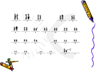 Alteracoes cromossomicas estruturais e numericas