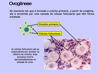 Ovogênese No momento em que é formado o ovócito primário, a partir da ovogônia, ele é envolvido por uma camada de células foliculares que têm forma achatada.  As células foliculares são as responsáveis por auxiliar na elimina do ovócito. Este processo ocorre aproximadamente na metade do ciclo. Células foliculares Ovócito primário 
