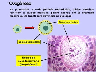 Ovogênese Na puberdade, a cada período reprodutivo, vários ovócitos reiniciam a divisão meiótica, porém apenas um (o chamado maduro ou de Graaf) será eliminado na ovulação. Ovócito primário Células foliculares Núcleo do ovócito primário (em prófase I) 
