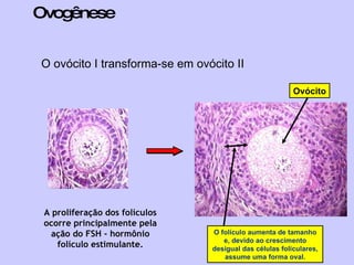 Ovogênese O ovócito I transforma-se em ovócito II A proliferação dos folículos ocorre principalmente pela ação do FSH - hormônio folículo estimulante. O folículo aumenta de tamanho e, devido ao crescimento desigual das células foliculares, assume uma forma oval. Ovócito 