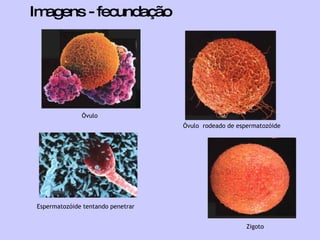 Imagens - fecundação Óvulo  Óvulo  rodeado de espermatozóide Espermatozóide tentando penetrar Zigoto 