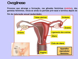 Ovogênese Processo que abrange a formação, nas gônadas femininas ( ovários ), dos gametas femininos. Inicia-se ainda no período pré-natal e termina depois do fim da maturação sexual (puberdade).   Tubas uterinas Vagina Aparelho reprodutor feminino Ovidutos Ovário Ovário Ligamento dos ovários Útero Colo do útero 