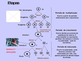 Etapas Período de  multiplicação Ocorre a partir do período  embrionário até o nascimento. Período  de crescimento Ocorre devido ao acúmulo de substância de reserva. É interrompido no nascimento (prófase I da meiose) e reinicia na puberdade – ação do hormônios. Período de maturação Ocorre na puberdade, onde diversos ovócitos I são estimulados por mês, mas  apenas passará às demais etapas da divisão. Cél. Germinativa Ovogônias Ovogônias Ovócito I Ovócito II Óvulo 2n 2n 2n Mitose Mitose 2n 2n 2n 2n 2n Meiose I Meiose II n n n n n n Glóbulos polares Crescimento sem divisão celular Metáfase II (OVULAÇÃO) 