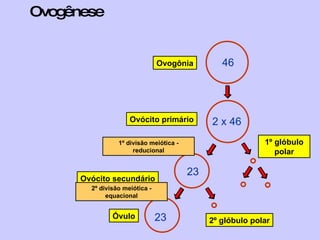 Ovogênese 46 Ovogônia Ovócito secundário 1º glóbulo polar 23 Óvulo 2º glóbulo polar Ovócito primário 2 x 46 23 1º divisão meiótica - reducional 2º divisão meiótica - equacional 