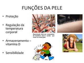 FUNÇÕES DA PELE
• Proteção
• Regulação da
temperatura
corporal
• Armazenamento –
vitamina D
• Sensibilidade
Reprodução feita por computador
de bactérias (azul e verde) que
vivem na nossa pele.
 