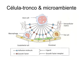 Célula-tronco & microambiente
 