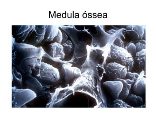 Medula óssea
 