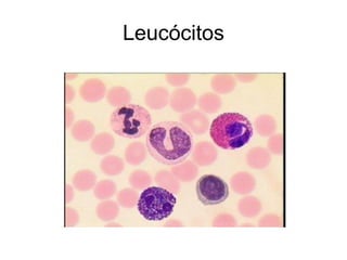 Leucócitos
 