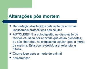 Alterações pós mortem
 Degradação dos tecidos pela ação de enzimas
lisossomais proteolíticas das células
 AUTÓLISE!!! É a autodigestão ou dissolução de
tecidos causada por enzimas que estão presentes,
ou são liberadas, no citoplasma celular após a morte
da mesma. Esta ocorre devido a anoxia total e
difusa.
 Ocorre logo após a morte do animal
 desidratação
 