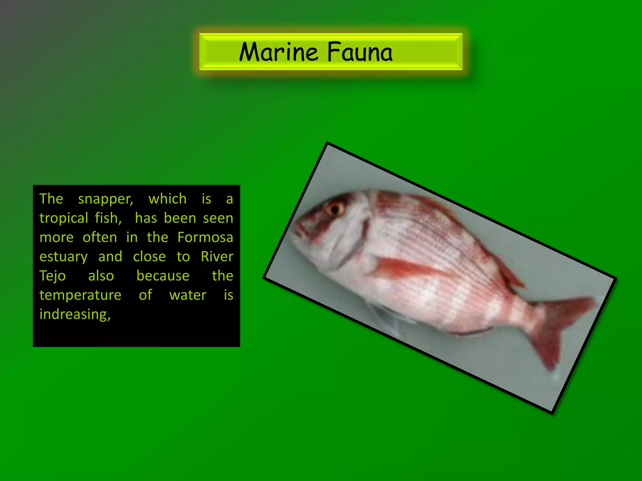 Marine Fauna




The snapper, which is a
tropical fish, has been seen
more often in the Formosa
estuary and close to River
Tejo also because the
temperature of water is
indreasing,
 
