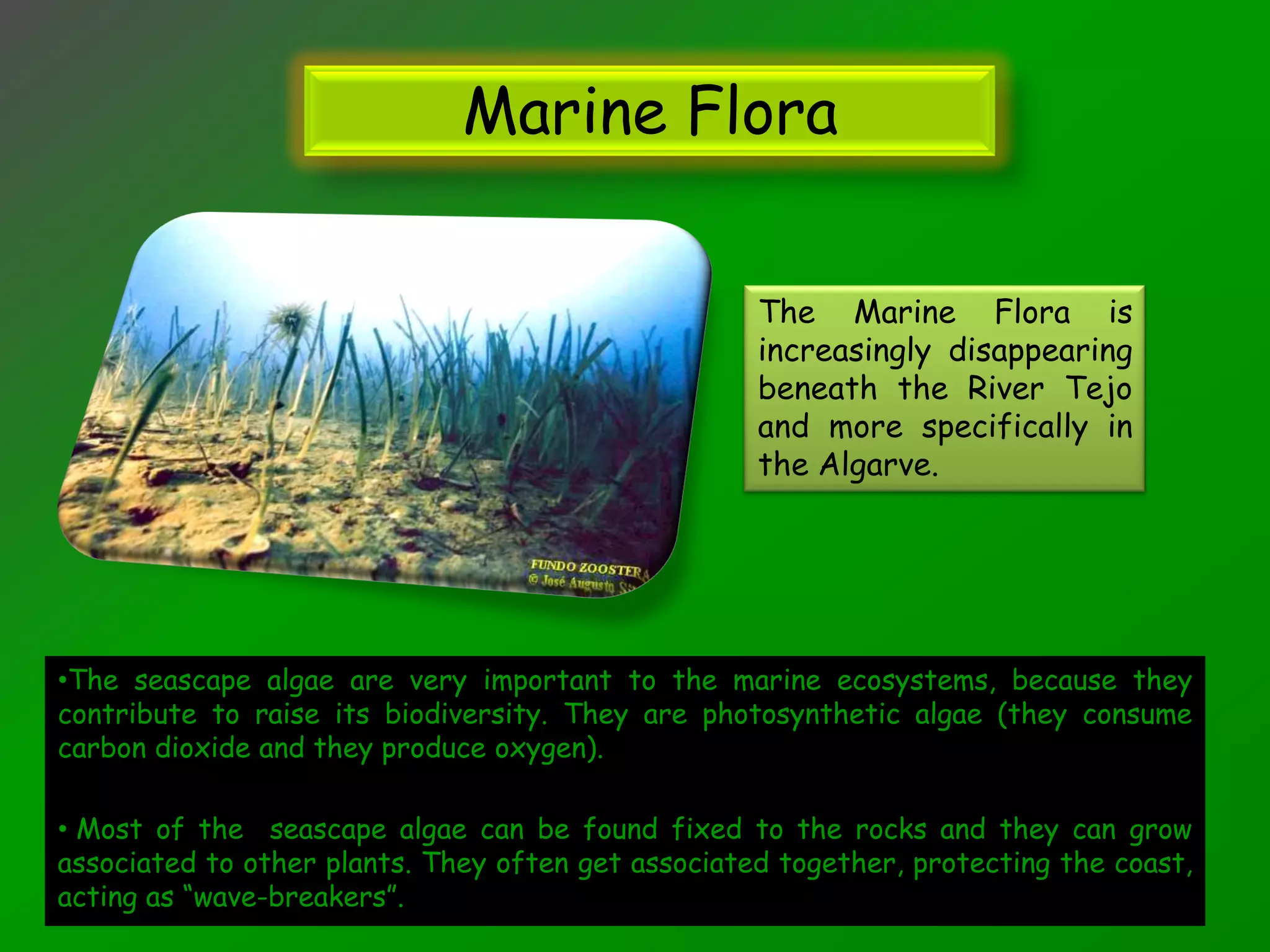 Marine Flora

                                                    The Marine Flora is
                                                    increasingly disappearing
                                                    beneath the River Tejo
                                                    and more specifically in
                                                    the Algarve.




•The seascape algae are very important to the marine ecosystems, because they
contribute to raise its biodiversity. They are photosynthetic algae (they consume
carbon dioxide and they produce oxygen).

• Most of the seascape algae can be found fixed to the rocks and they can grow
associated to other plants. They often get associated together, protecting the coast,
acting as “wave-breakers”.
 
