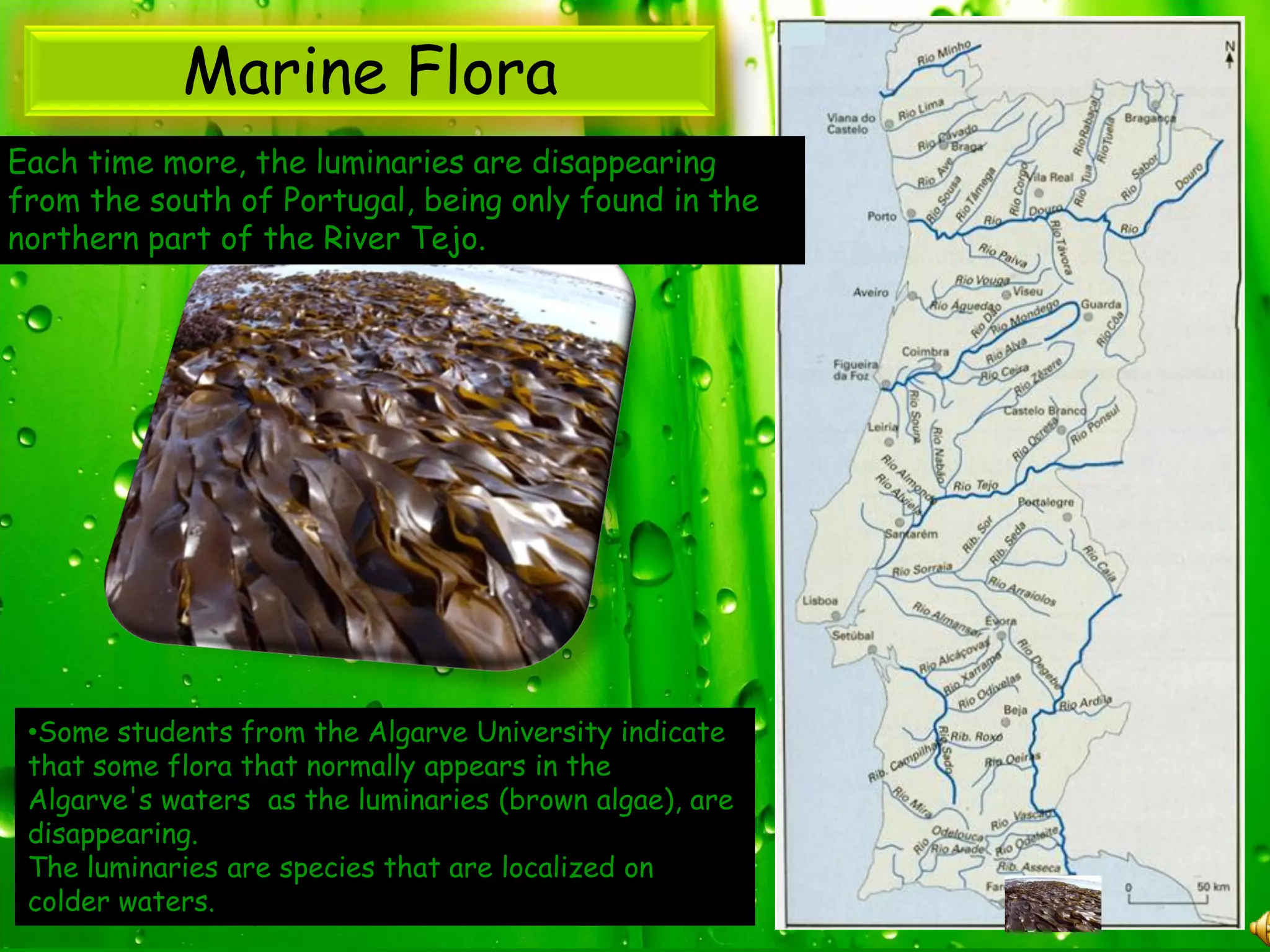 Marine Flora
Each time more, the luminaries are disappearing
from the south of Portugal, being only found in the
northern part of the River Tejo.




 •Some students from the Algarve University indicate
 that some flora that normally appears in the
 Algarve's waters as the luminaries (brown algae), are
 disappearing.
 The luminaries are species that are localized on
 colder waters.
 