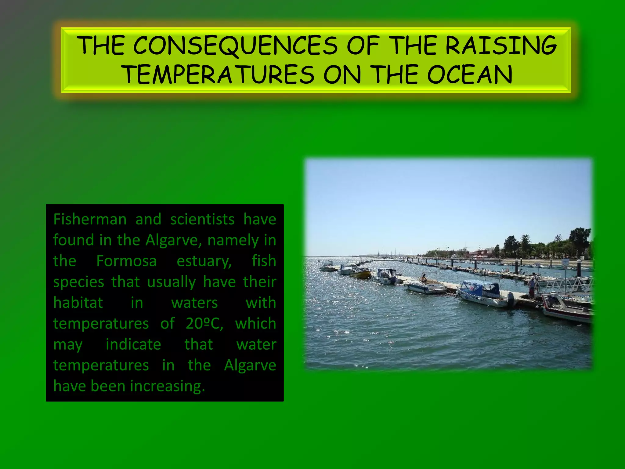 THE CONSEQUENCES OF THE RAISING
      TEMPERATURES ON THE OCEAN




Fisherman and scientists have
found in the Algarve, namely in
the Formosa estuary, fish
species that usually have their
habitat    in   waters    with
temperatures of 20ºC, which
may indicate that water
temperatures in the Algarve
have been increasing.
 
