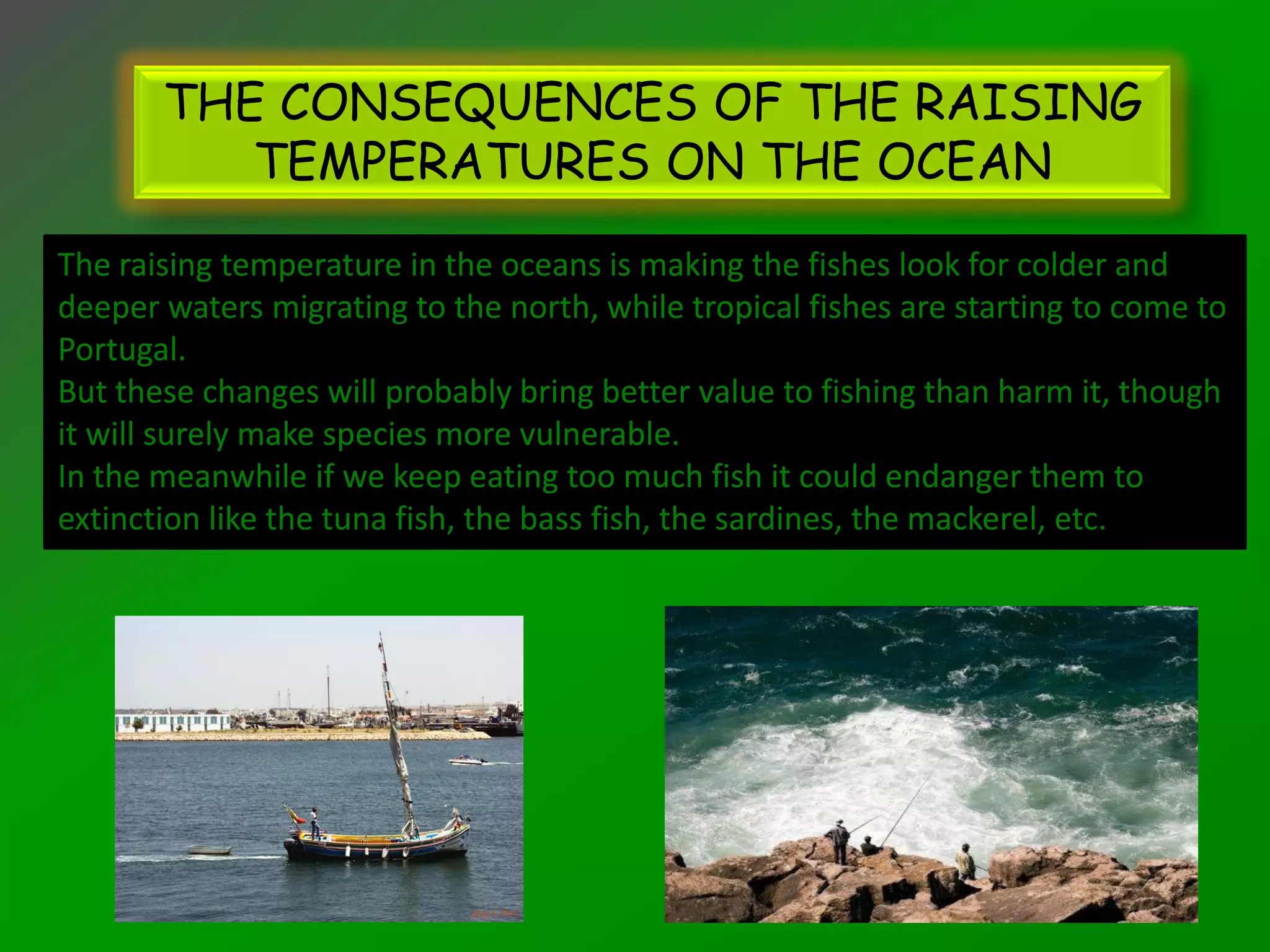 THE CONSEQUENCES OF THE RAISING
          TEMPERATURES ON THE OCEAN
The raising temperature in the oceans is making the fishes look for colder and
deeper waters migrating to the north, while tropical fishes are starting to come to
Portugal.
But these changes will probably bring better value to fishing than harm it, though
it will surely make species more vulnerable.
In the meanwhile if we keep eating too much fish it could endanger them to
extinction like the tuna fish, the bass fish, the sardines, the mackerel, etc.
 