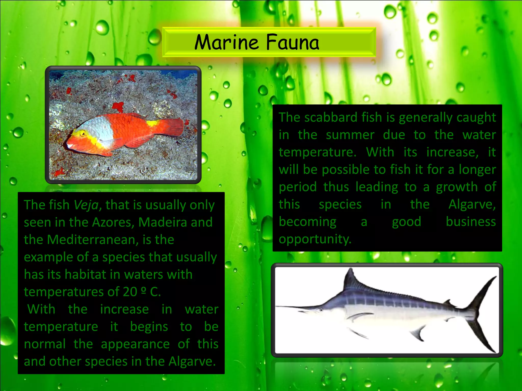Marine Fauna


                                      The scabbard fish is generally caught
                                      in the summer due to the water
                                      temperature. With its increase, it
                                      will be possible to fish it for a longer
                                      period thus leading to a growth of
The fish Veja, that is usually only   this species in the Algarve,
seen in the Azores, Madeira and       becoming      a     good       business
the Mediterranean, is the             opportunity.
example of a species that usually
has its habitat in waters with
temperatures of 20 º C.
 With the increase in water
temperature it begins to be
normal the appearance of this
and other species in the Algarve.
 
