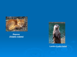Raposa  (Vulpes vulpes) Lontra ( Lutra lutra )   