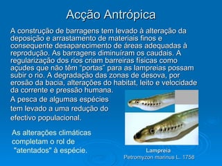 Acção Antrópica A construção de barragens tem levado à alteração da deposição e arrastamento de materiais finos e consequente desaparecimento de áreas adequadas à reprodução. As barragens diminuíram os caudais. A regularização dos rios criam barreiras físicas como açudes que não têm “portas” para as lampreias possam subir o rio. A degradação das zonas de desova, por erosão da bacia, alterações do habitat, leito e velocidade da corrente e pressão humana. A pesca de algumas espécies  tem levado a uma redução do  efectivo populacional. As alterações climáticas  completam o rol de "atentados" à espécie .   Lampreia   Petromyzon marinus L. 1758 