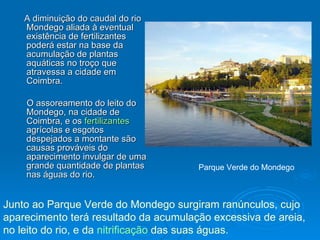 A diminuição do caudal do rio Mondego aliada à eventual existência de fertilizantes poderá estar na base da acumulação de plantas aquáticas no troço que atravessa a cidade em Coimbra. O assoreamento do leito do Mondego, na cidade de Coimbra, e os  fertilizantes  agrícolas e esgotos despejados a montante são causas prováveis do aparecimento invulgar de uma grande quantidade de plantas nas águas do rio.  Junto ao Parque Verde do Mondego surgiram ranúnculos, cujo aparecimento terá resultado da acumulação excessiva de areia, no leito do rio, e da  nitrificação  das suas águas.         Parque Verde do Mondego 