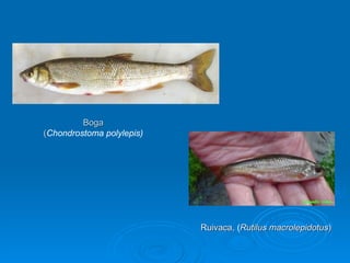 Boga ( Chondrostoma polylepis) Ruivaca,  ( Rutilus macrolepidotus ) 