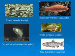 Enguia  ( Anguilla Anguilla ) Peixe vermelho Carassius Auratus  Truta arco-íris ( Oncorhynchus mykiss )  Truta-fário  (Salmo trutta fario)   Pimpão Carassius carassius   