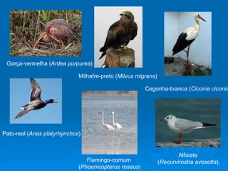 Garça-vermelha ( Ardea purpurea ) Milhafre-preto ( Milvus migrans )  Pato-real ( Anas platyrhynchos ) Cegonha-branca ( Ciconia ciconia ), Flamingo-comum  ( Phoenicopterus roseus ) Alfaiate  ( Recurvirostra avosetta ), 