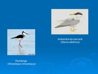 Pernilongo  ( Himantopus himantopus) Andorinha-do-mar-anã  ( Sterna albifrons ), 