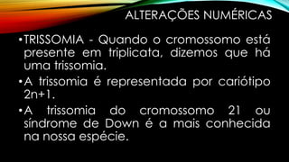 ALTERAÇÕES NUMÉRICAS
•TRISSOMIA - Quando o cromossomo está
presente em triplicata, dizemos que há
uma trissomia.
•A trissomia é representada por cariótipo
2n+1.
•A trissomia do cromossomo 21 ou
síndrome de Down é a mais conhecida
na nossa espécie.
 