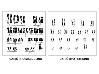 CARIÓTIPO MASCULINO CARIÓTIPO FEMININO
 