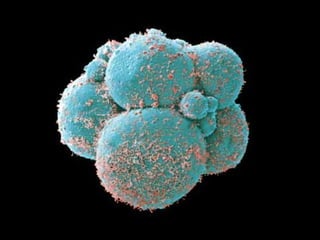 alteraescromossomiais-110823172423-phpapp02.pdf